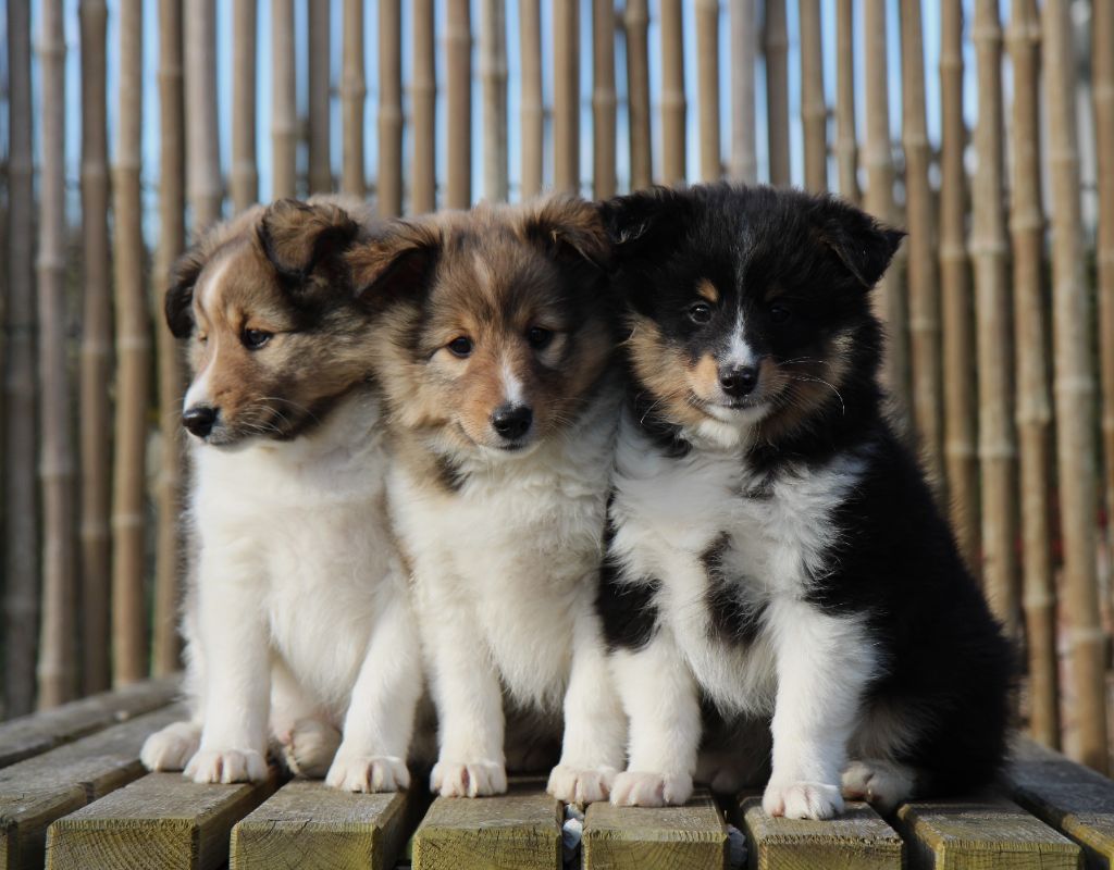 chiot Shetland Sheepdog De L'Or Des Fées