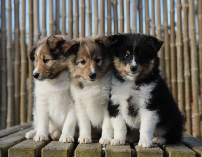 De L'Or Des Fées - Shetland Sheepdog - Portée née le 01/02/2024