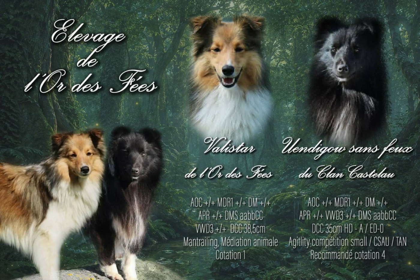 Chiot Shetland Sheepdog De L'Or Des Fées