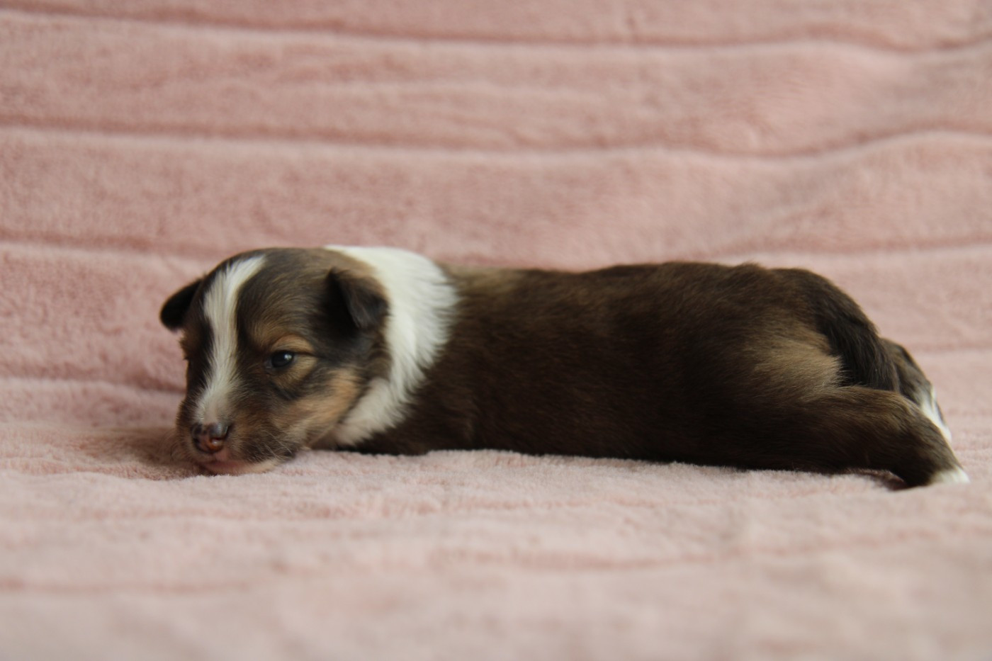 De L'Or Des Fées - Chiots disponibles - Shetland Sheepdog