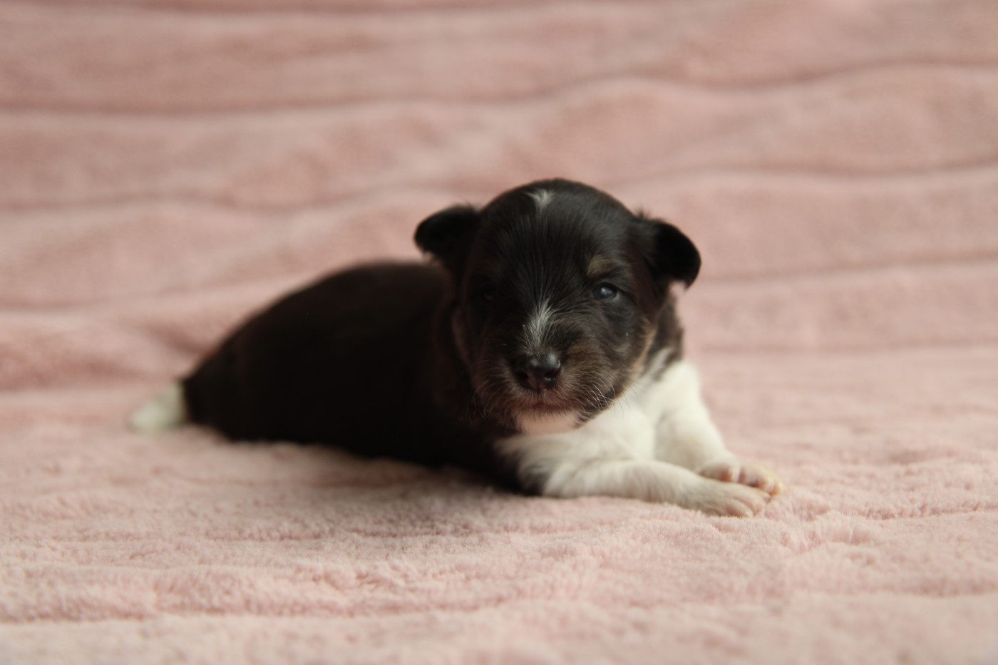 De L'Or Des Fées - Chiots disponibles - Shetland Sheepdog