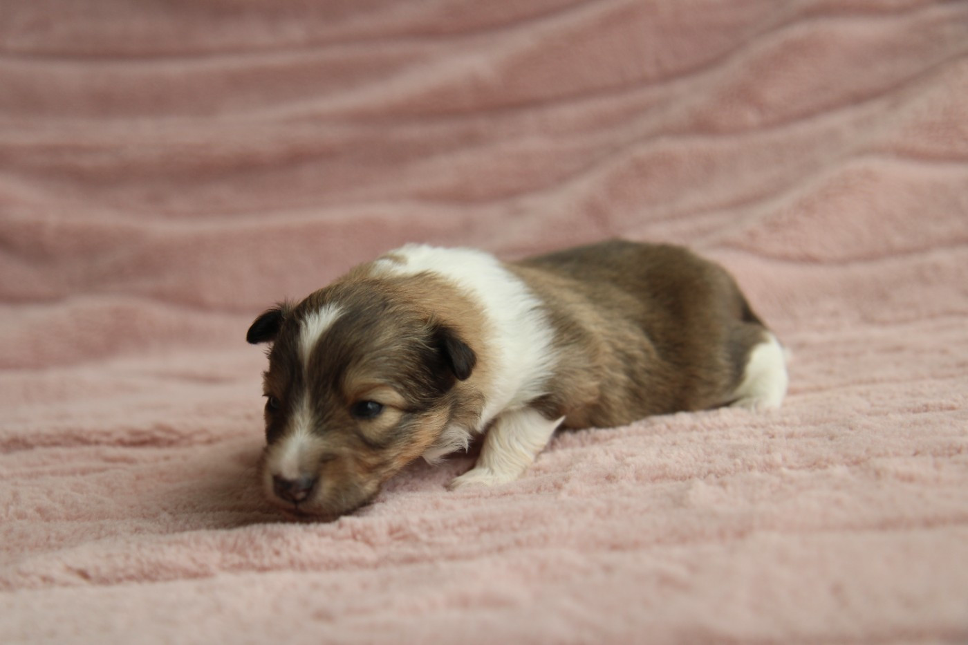 De L'Or Des Fées - Chiots disponibles - Shetland Sheepdog